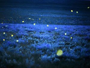 fireflies-alfalfa-richardson_20253_600x450